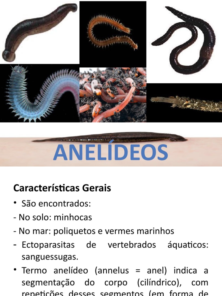 Características e Classificação dos Anelídeos | PDF | Protostomia ...