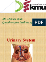 Anatomy of Urinary System