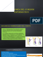 Anatomía Del Cordón Espermático