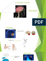Presentación Cerebelo y diencéfalo.
