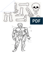 esqueleto y musculos 2