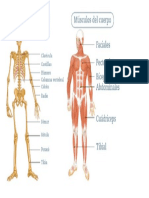 Esqueleto y Musculos