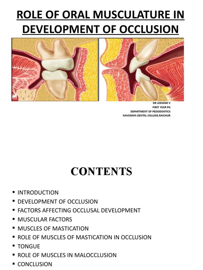 Role of Oral Musculature in Development of Occlusion | PDF | Tongue | Tooth