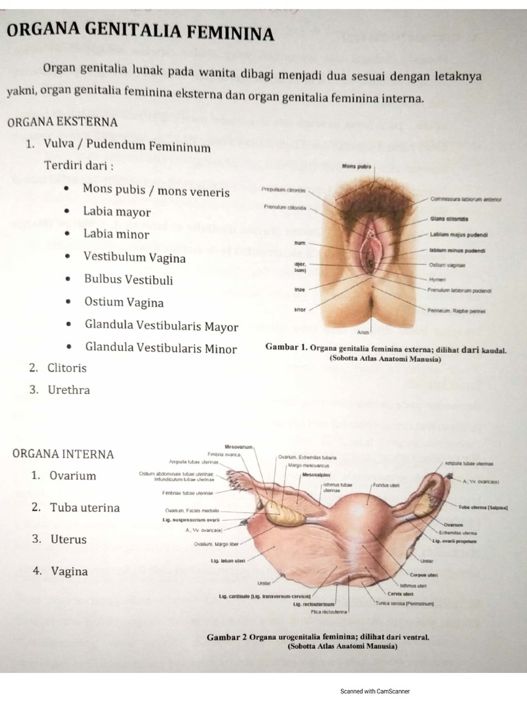 Oyoq fetishi: terli ayol oyoqlari