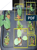 Aero-Hidroponia Com Chá de Vermicomposto