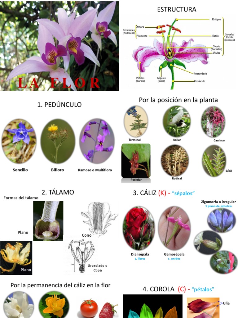 Tipos y Estructura de Flores | PDF | Flores | Reproducción de plantas