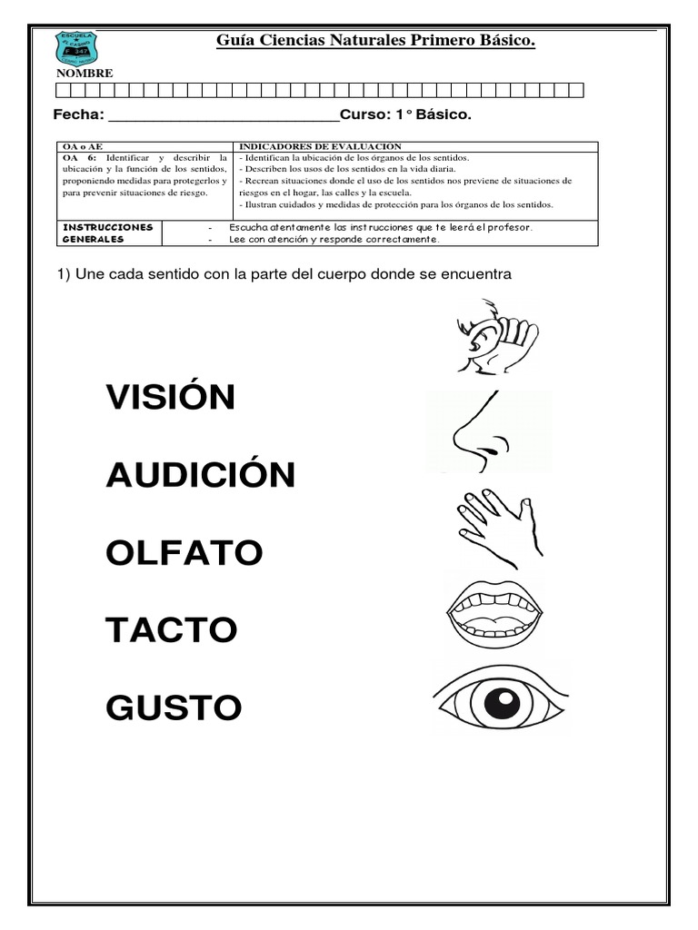 Guía de los Sentidos para Primero Básico | PDF