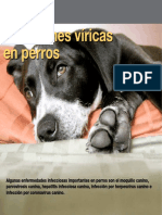 AV 37 Infecciones Viricas en Perros