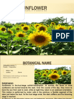 Sunflower AGR-302