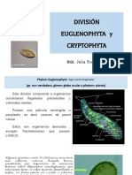 Algas flageladas Euglenophyta y Cryptophyta: clasificación y características