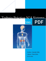 Sistema Endocrino N°4 Ybarra Erika