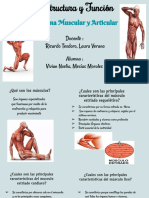 Sistema Muscular y Articular