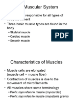 Muscular System