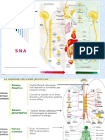 Sistema Nervioso Autonomo 2020-2