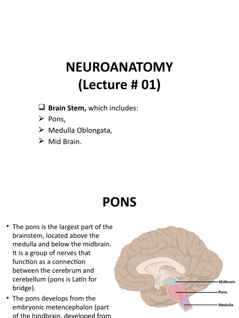 Foramen Magnum: Medulla and Spinal Cord | PDF | Brainstem | Neuroanatomy