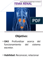 Sistema Renal