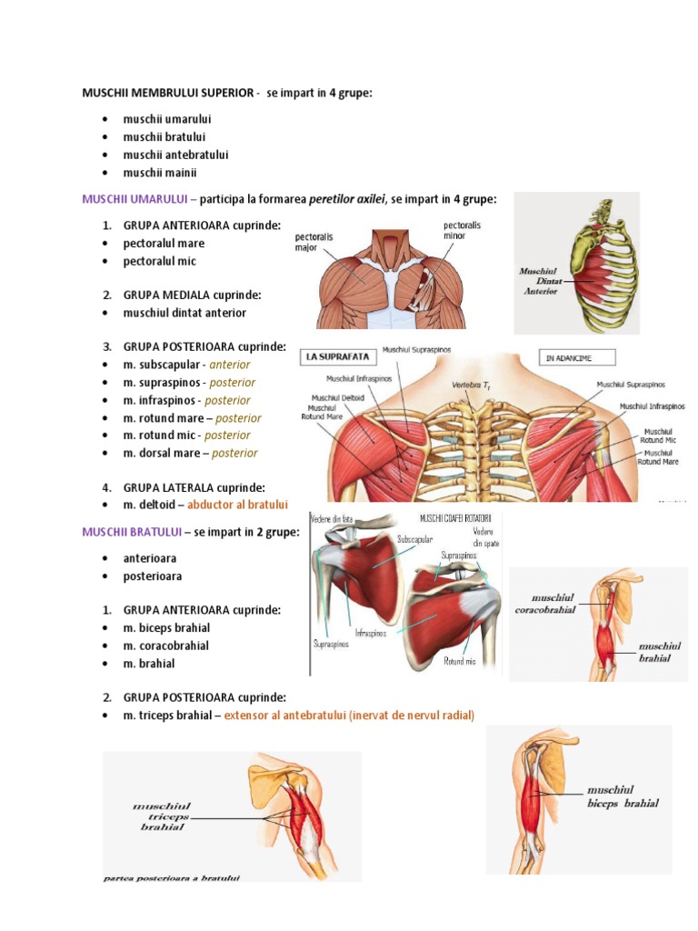 Muschii Membrului Superior | PDF