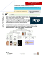 Sistema Nervioso Ficha