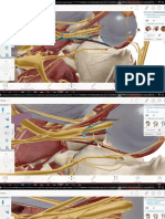 Anatomia Vistalateral