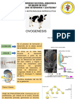 Ovogenesis en Vacunos