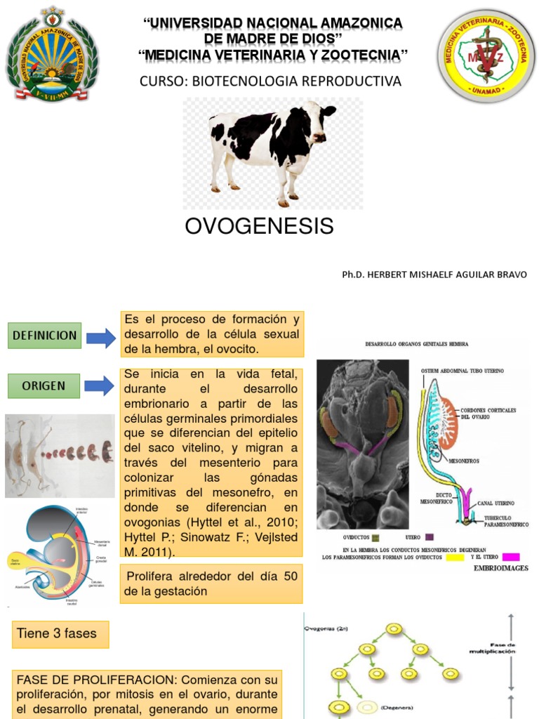 Proceso de Ovogénesis en Animales | PDF | Reproducción | Procesos ...