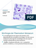 Morfologia Del Plasmodium Falciparum