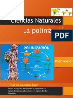 Polinización