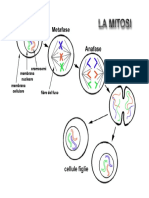 05 Mitosi 14 - 15