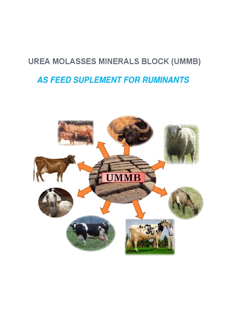 Urea Molasses Mineral Block for Ruminants | PDF | Ruminant | Dietary Fiber