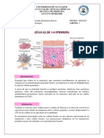 Tipos Celulares de La Epidermis - Michelle Hernández - Grupo 2