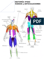 Anatomia 2011 4ºESO