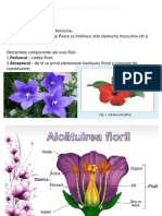 Reproducerea La Plante Cu Flori - Lectie 2