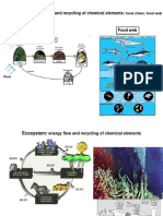 Ecosystem Energy Flow and Chemical Recycling