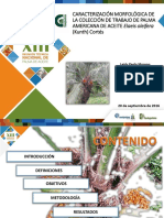 Caracterización Morfológica de La Colección de Trabajo de Palma AMERICANA DE ACEITE Elaeis Oleifera (Kunth) Cortés