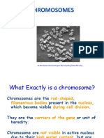 Chromosomes: © The Human Genome Project: Biocomputing Admin Ed Yung