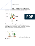 Tipos y características de las plantas