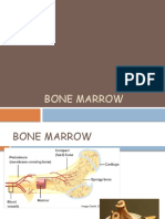 Bone Marrow Aspiration