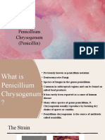 Penicillium Chrysogenum (Penicillin)