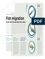 Fish Migration: From River To Sea and Vice Versa