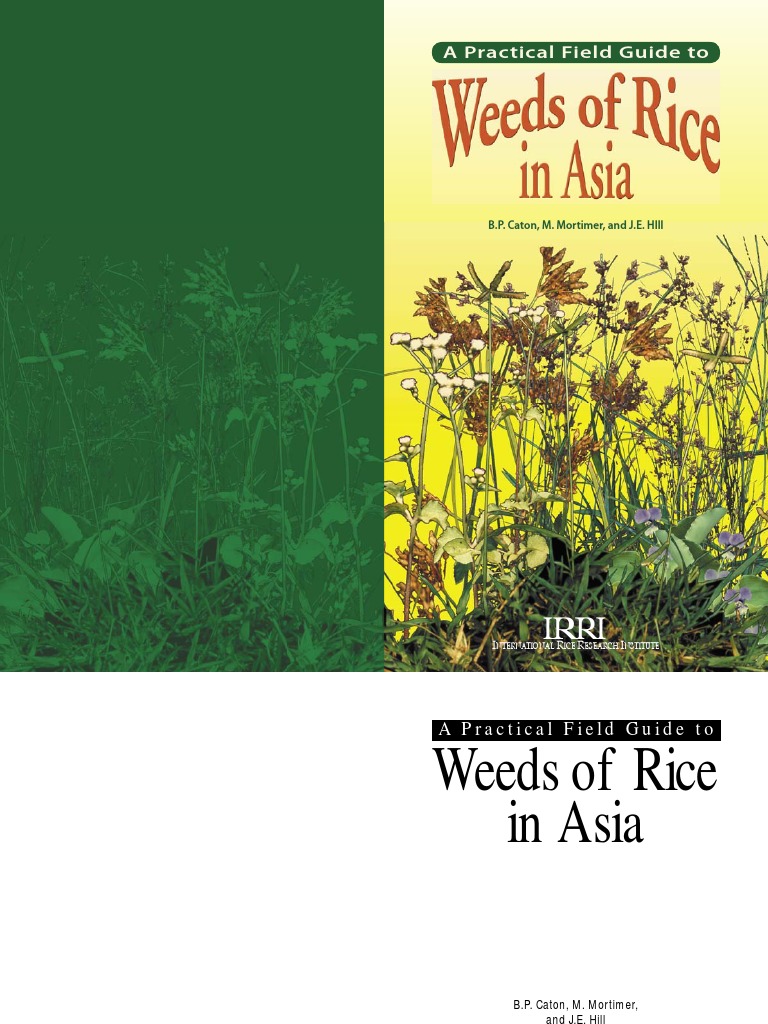 IRRI Weeds | PDF | International Rice Research Institute | Seed