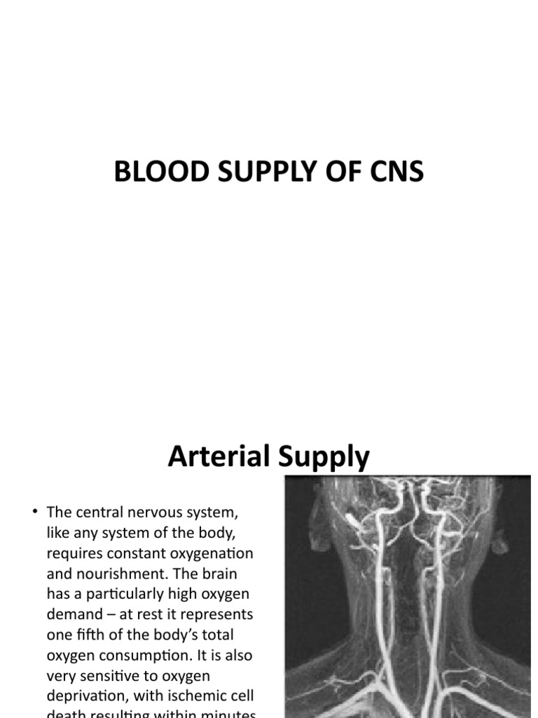 Blood Supply of the Central Nervous System | PDF | Common Carotid ...