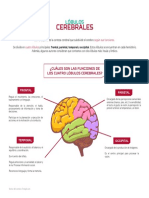 Lóbulos Cerebrales