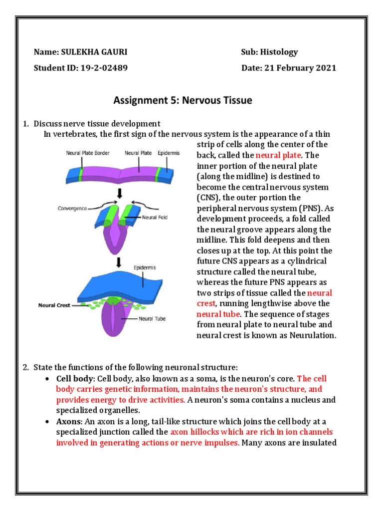 HISTOLOGY 5 - Nervous Tissue | PDF | Chemical Synapse | Neuron