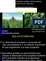 Mejoramiento Genético HETEROSIS e HIBRIDOS 