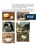 Animales que ponen huevos: oviparos y sus características