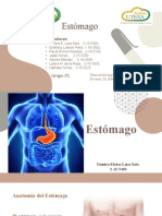 Estómago: Anatomía, Fisiología y Patologías Comunes