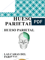 HUESO PARIETAL