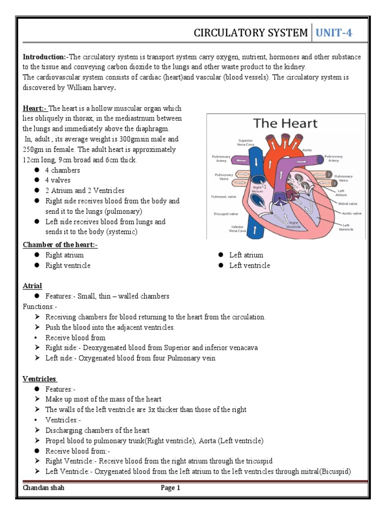 Unit 4 Word Circulatory System | PDF | Heart Valve | Atrium (Heart)