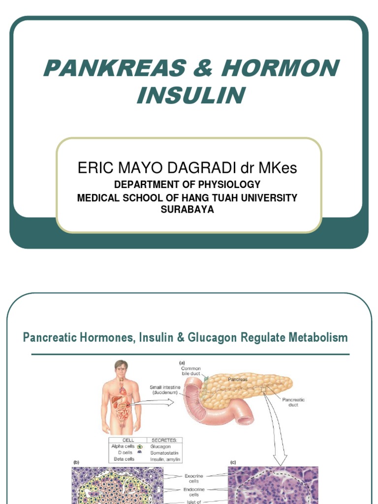 PANKREAS Dan INSULIN Dan GLUKAGON Biology Diagrams