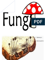 Fungi